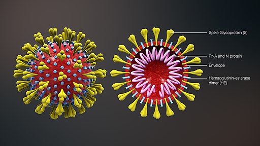 COVID19 virus